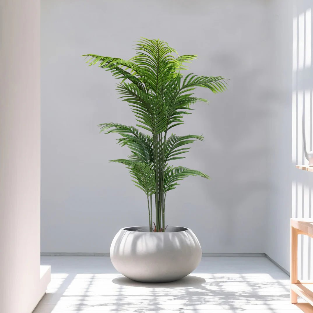 Areca Palm Plant(5.4 Feet) - HomeDukaan