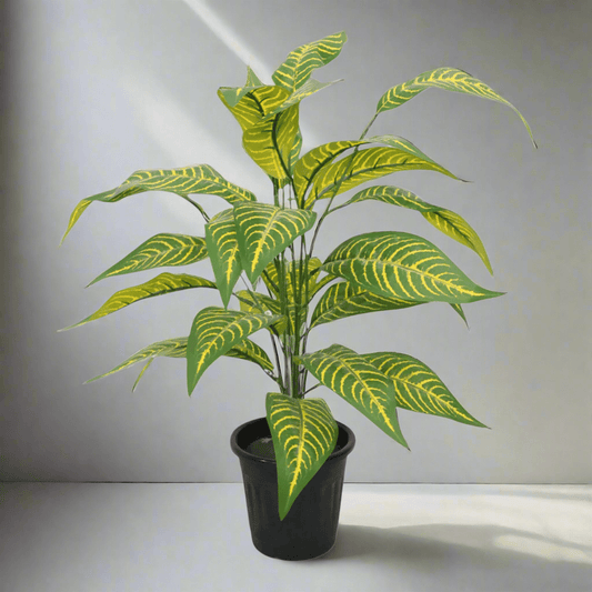Cane Plant (2 Feet) - HomeDukaan