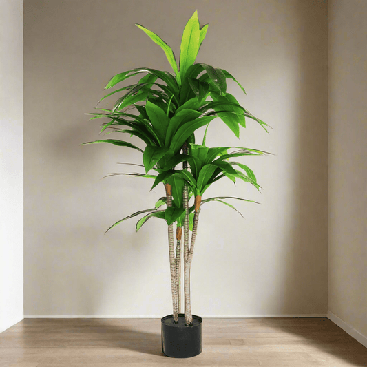 Lucky Plant (4 Feet) - HomeDukaan