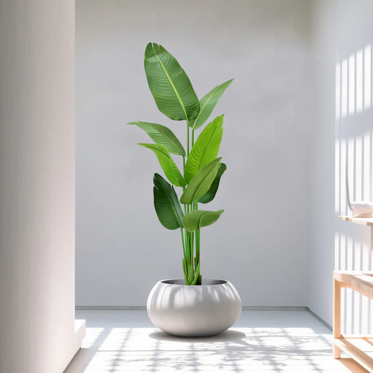 Banana Plant (5.4 Feet) - HomeDukaan