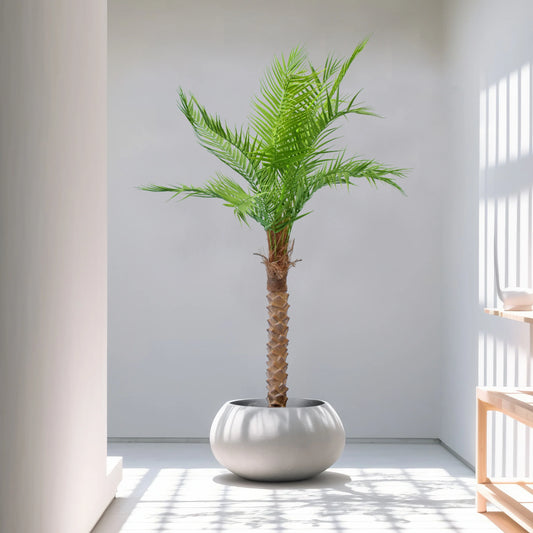 Majestic Date Palm (5 Feet) - HomeDukaan