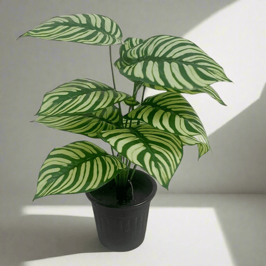 Zebra Plant (2 Feet) - HomeDukaan