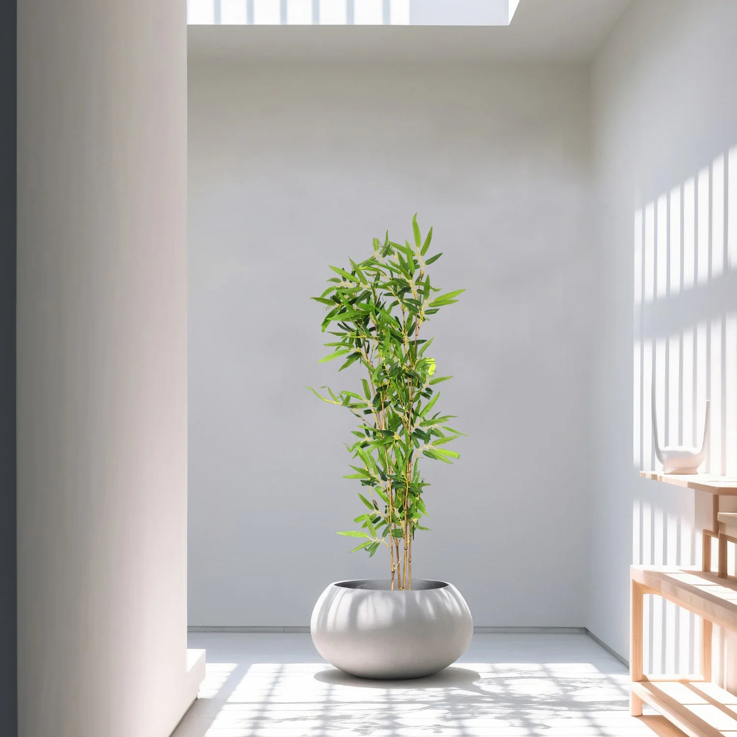 Bamboo plant (5.2 Feet) - HomeDukaan