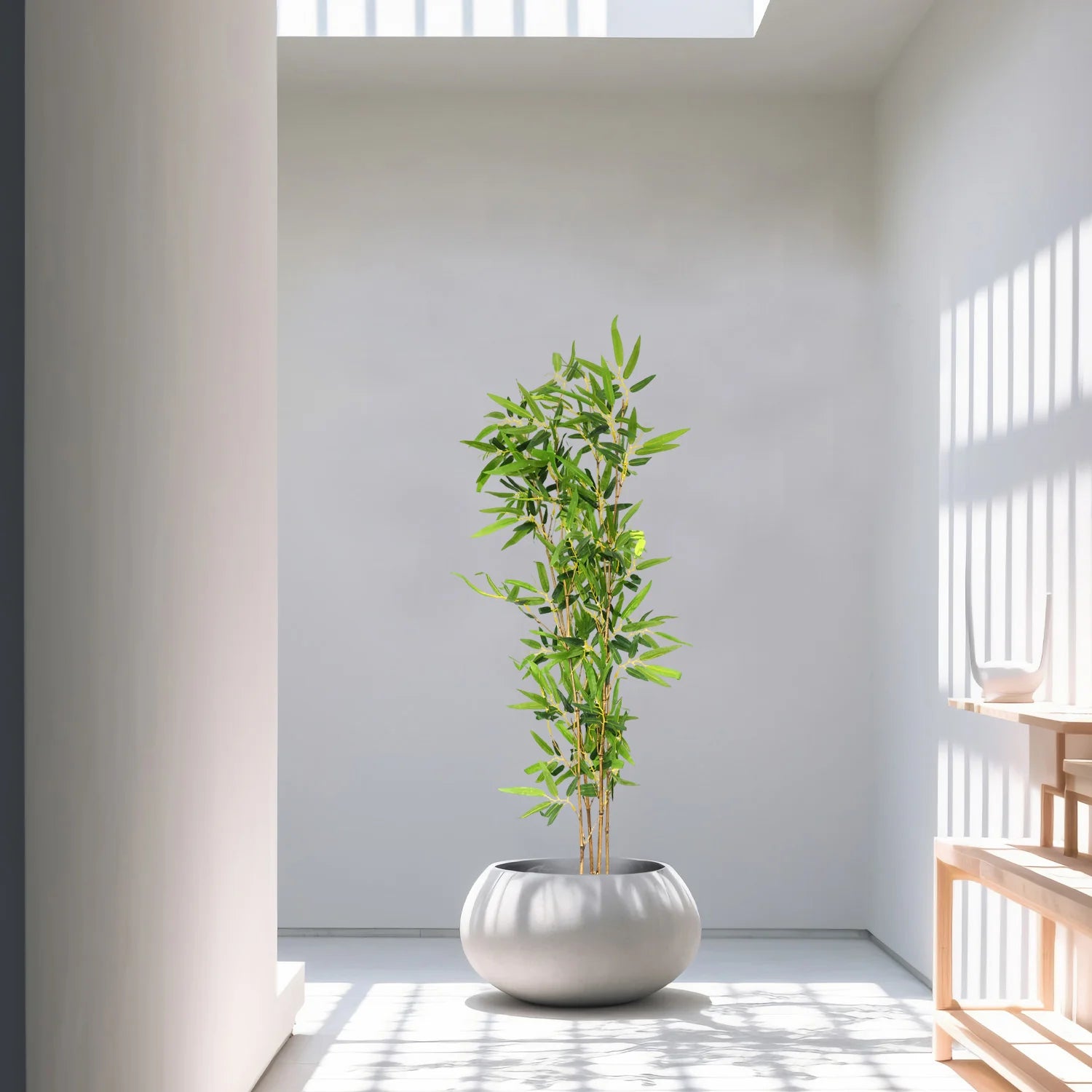 Bamboo plant (5.2 Feet) - HomeDukaan